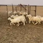 بهم طليان ورخال حري