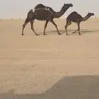 بكر تحتها  قعود