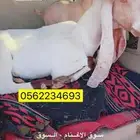 عند متوم تحتها تيسين