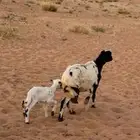 للبيع شاة رفيديه تحتها خروف