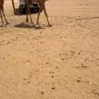عشرا لقحه حدرها بكره بداوه