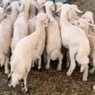 ظان متابيع