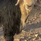 طلي نجدي