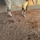 هولنديات فواخر