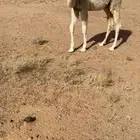 البيع قعود