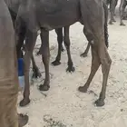 قعدان مجاهيم فل شحم