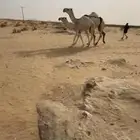 عشراء كسوب تحتها بكرة كفو