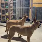 جوز مالينو العمر 11 شهر