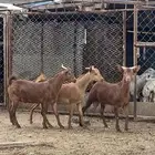 3 تيوس جذعان