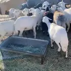 للبيع غنم حريات