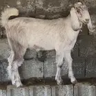 تيس ذبح وتوصيل داخل الخميس