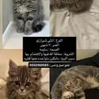قطه للبيع