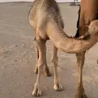 قعود قصب
