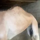 بكره