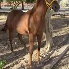 خيل للبيع مستعجل وسمح 2900 ريال