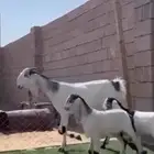 عنزمشروكه متوم