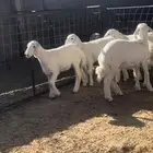 رخال حريات ونجد