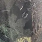 عنز عارضيه