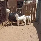 الي من الشملي وجاي حايل يتواصل معي ضروري