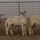 فحل حري