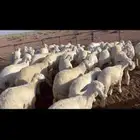 بهم مراح