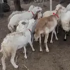 ضان مولده حري