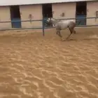 خيل وهو البيع شعبي سم صدام الطول سبع العمر ثلاث سنين