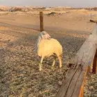 شاه حرية ثنيه توها طالعه رباعياتها