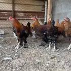 دجاج براهاما