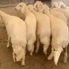 رخال فواخرر تم البيع