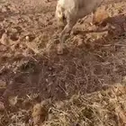عنم حريه وحده من العيون فيها جهر