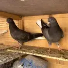 طبات قطيفي للبيع