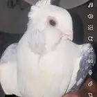 حب رمان للبيع 50  ما يجي الا صامل ترا ماله رجل