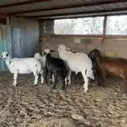 غنم