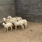 ضان متابيع