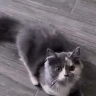 قطط