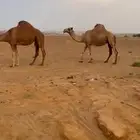 ابل