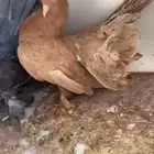 أنثى رقاص هندي