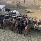 البيع تيوس وجفار