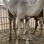 قعدان مفااريد