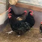 دياكه أوربنجتون
