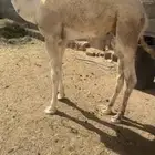 قعدان شحم على حليب