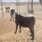 تيس للبيع (تم البيع)