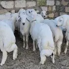 خرفان للبيع