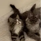 قطط شيرازي