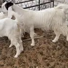 جفرات اللي يبي مقاني واللي يبي ذبح بفحلها