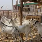 تيوس جبره مناسبات