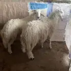 طليين طيبه