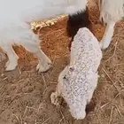 دخله نعيمية داغورة ضحية