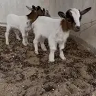 الماعز القزمي تشيكي قزميات القزم